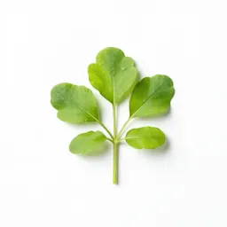 Chervil
