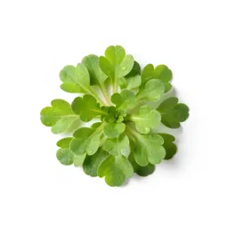 Chickweed