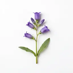 Chimney plant