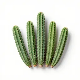 Cholla