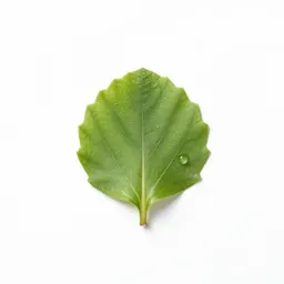 Clammyweed