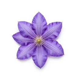 Clematis