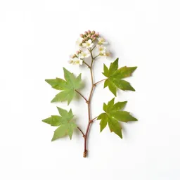 Climbing fumitory