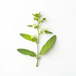 Climbing hempweed
