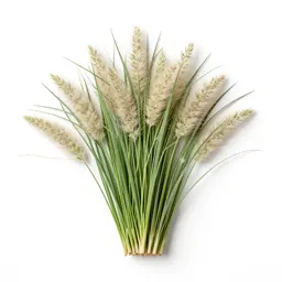Cloud grass