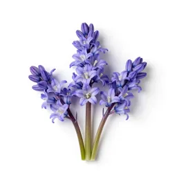 Clustered bellflower