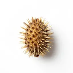Cocklebur