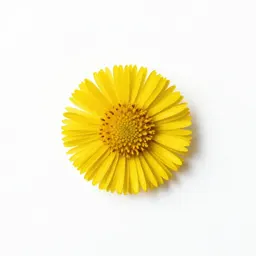 Coltsfoot