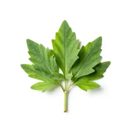 Comfrey
