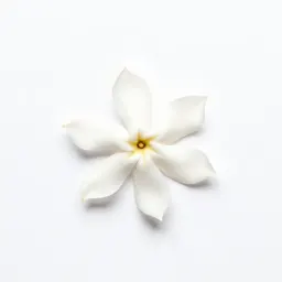 Common allamanda