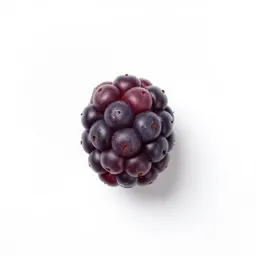 Common barberry