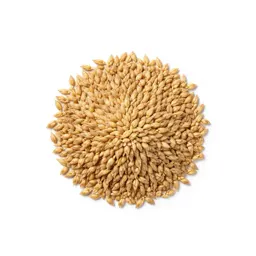 Common barley