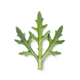 Common burdock