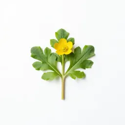 Common buttercup