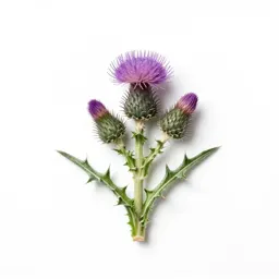 Common carline thistle