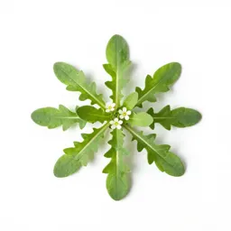 Common chickweed