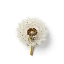 Common dandelion