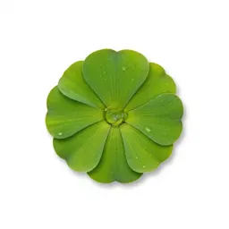 Common duckweed