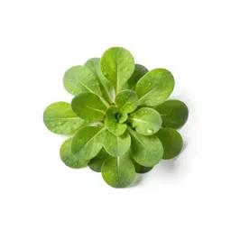 Common garden cress