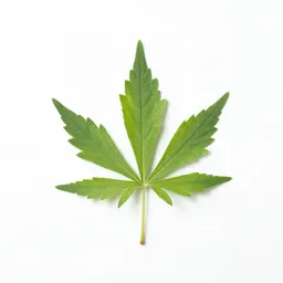 Common mugwort