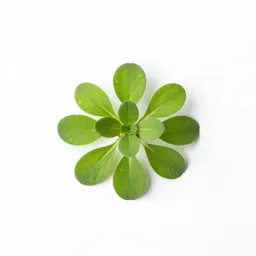Common purslane