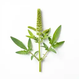 Common ragweed