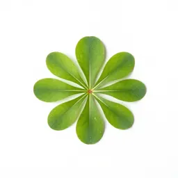 Common watercress