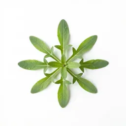 Common wormwood