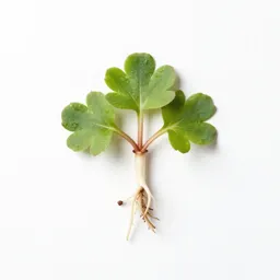 Coral-root bittercress