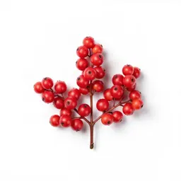 Coralberry