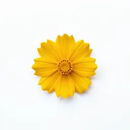 Coreopsis