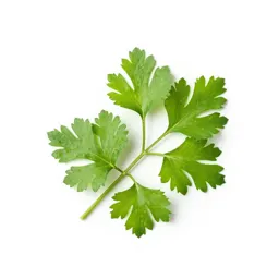 Coriander