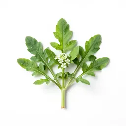Corn spurry