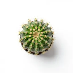 Coryphantha