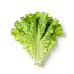 Cos lettuce