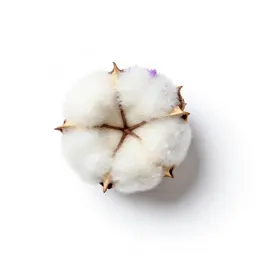 Cotton thistle