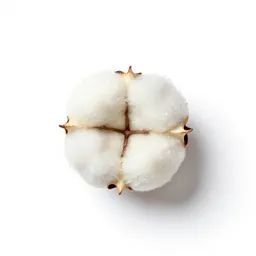 Cottonweed
