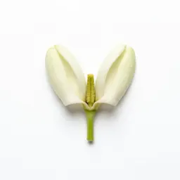 Cowslip