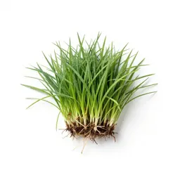 Crabgrass