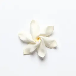 Crape jasmine