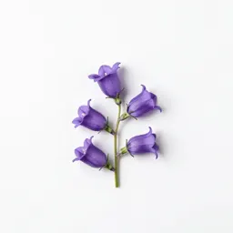 Creeping bellflower