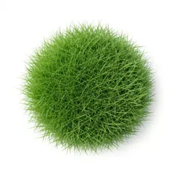 Creeping bent
