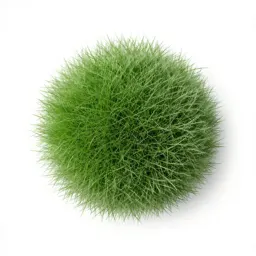 Creeping soft grass