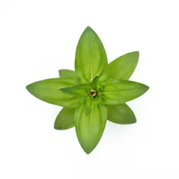 Creeping zinnia