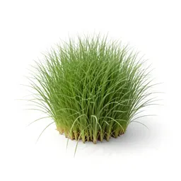 Crested wheatgrass