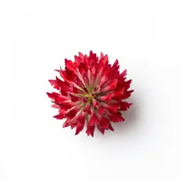 Crimson clover