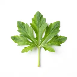Crucifer