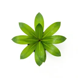 Cryptocoryne