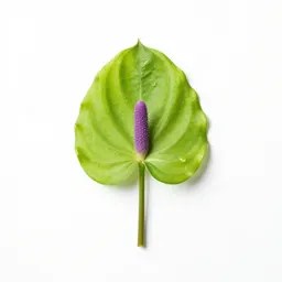Cuckoopint