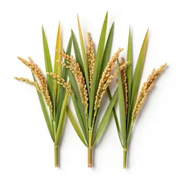 Cultivated rice